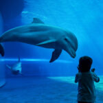 What are the Conditions for Dolphinariums
